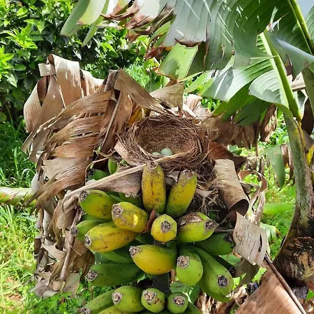 Palheiro Cavalinho Feriehus *