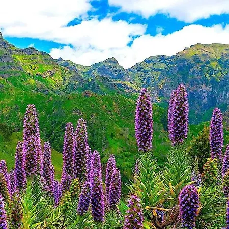 Feriehus Palheiro Cavalinho