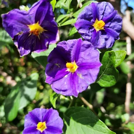 Palheiro Cavalinho Feriehus