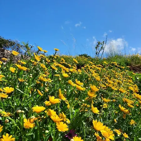 Palheiro Cavalinho Holiday home *