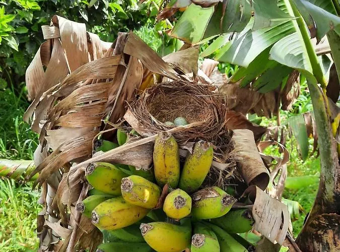 Palheiro Cavalinho Дом отдыха *