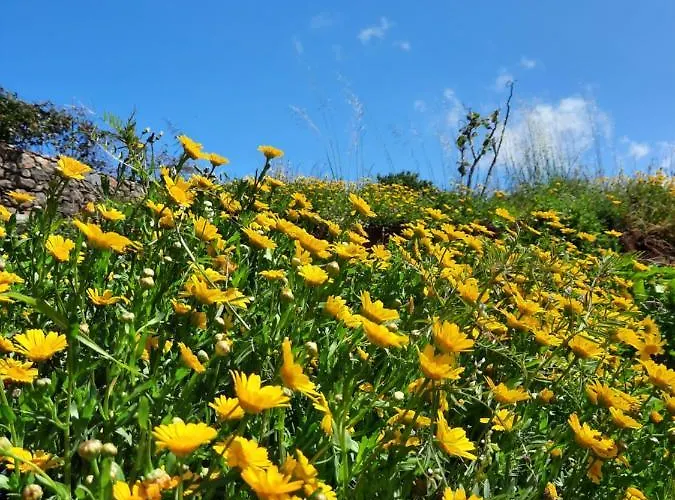 Palheiro Cavalinho Ferienhaus *