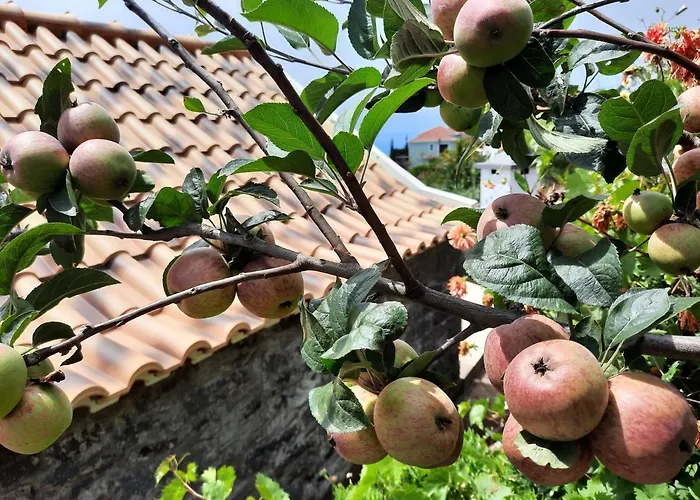 Ferienhaus Palheiro Cavalinho